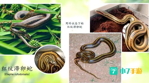 蛇信草