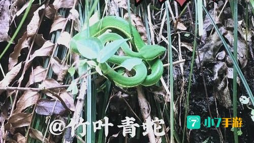 蛇信草